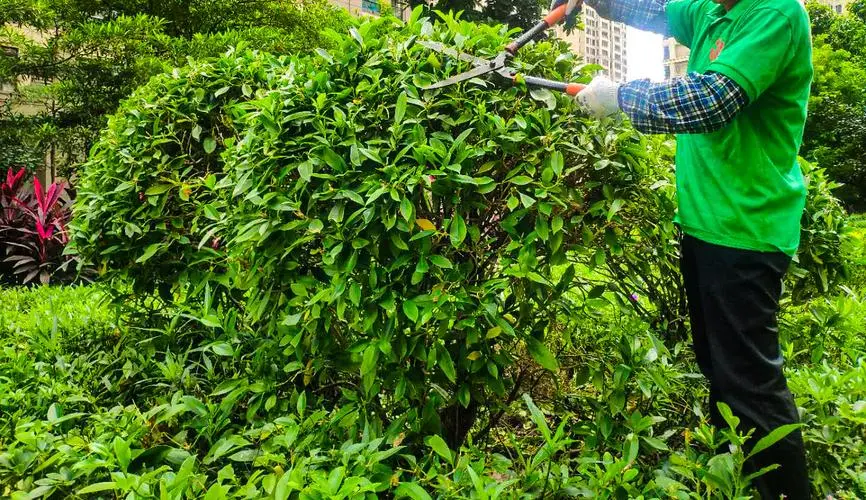 临湘绿化苗木市场完了