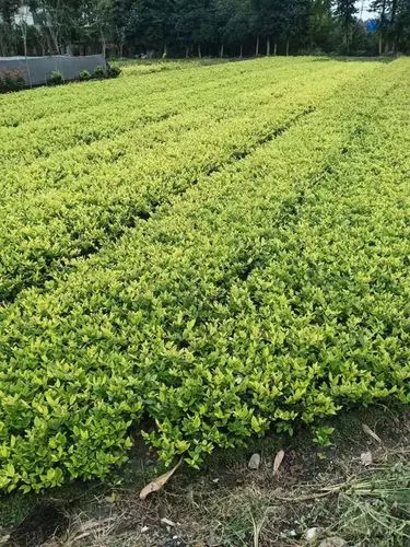 1平米日式园林景观设计